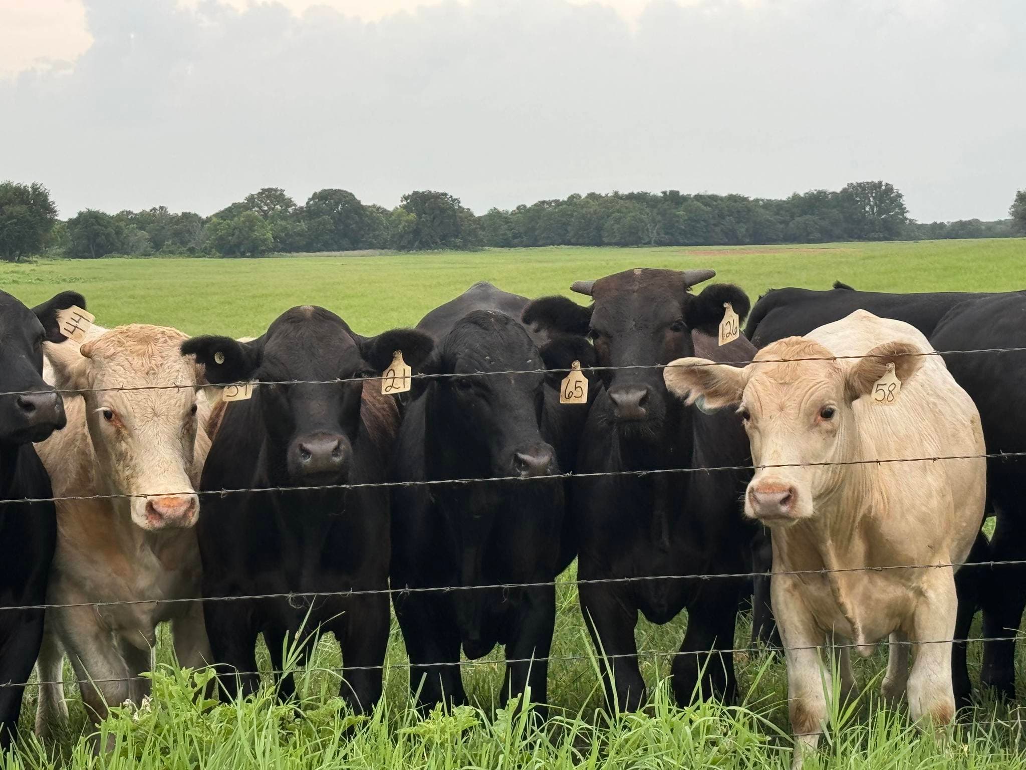 The Cattle Call - clothing-boutiques in De Leon, Texas